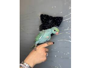 Ожереловый ручной попугай, бусистый попугай выкормыш.