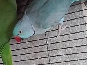 Папуга ожереловый