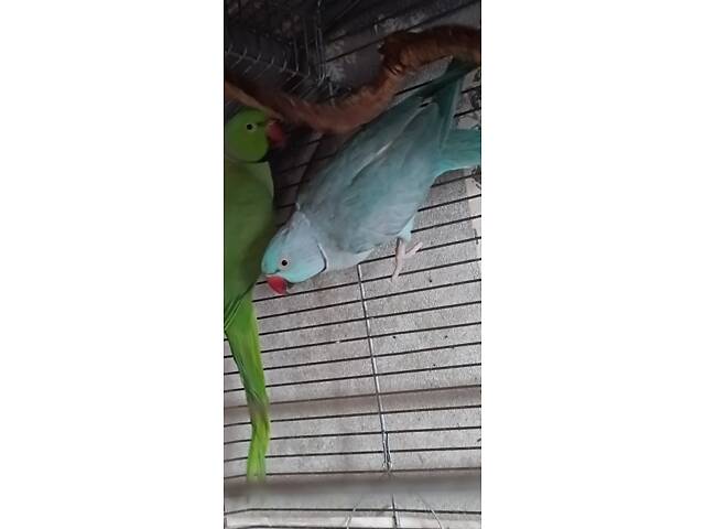 Намисто папуги - Фото 1