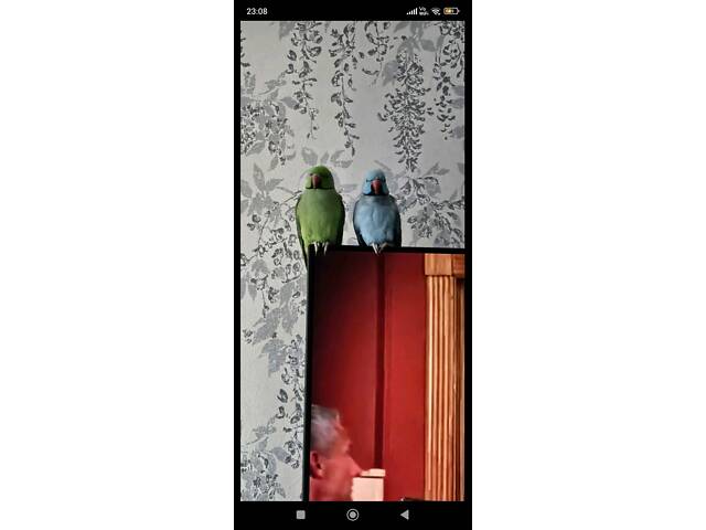 Намисто папуги - Фото 2