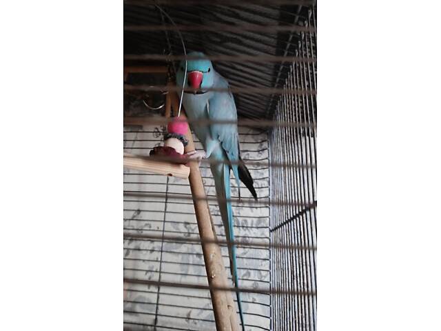 Намисто папуги - Фото 3