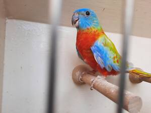 Олександрійські , китайські кільчасті , Арітінга , Сенегал, жако , Амазон , какаду , ара