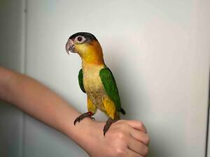 Оранжевоголовий каїк, неймовірно активний розумний папуга.