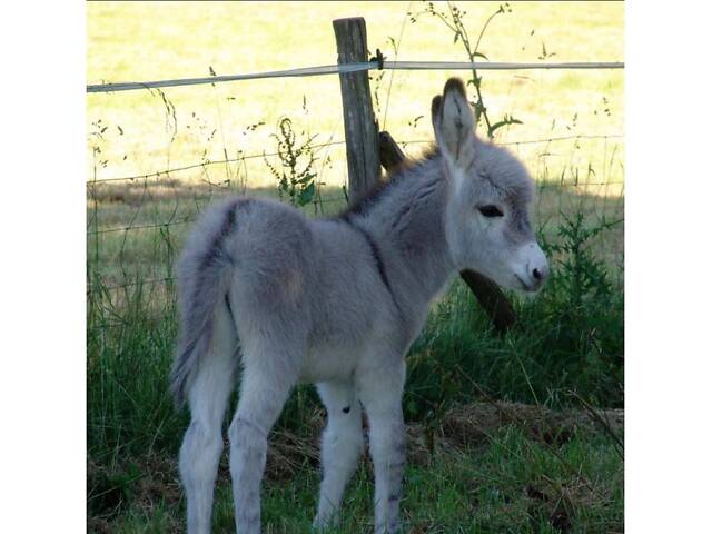 Осел, ослик, віслюк, ішак. - Фото 1