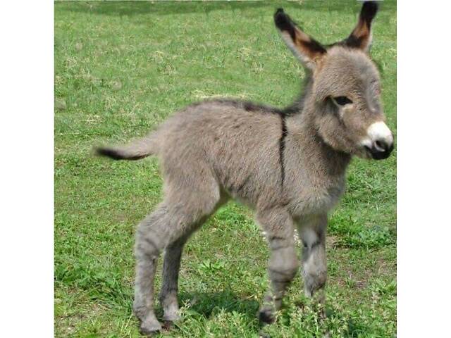 Осел, ослик, віслюк, ішак. - Фото 3