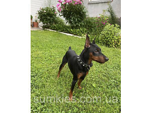 Ошейник с шипами 'Lockdog' на небольшую собаку