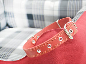 Нашийник для собак подвійна шкіра 2,5/36-45