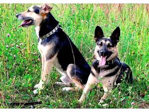 Основний Курс Дресирування собак. В живу і Онлайн.