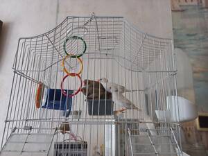 Отдам 2 пары зебровых амадинов