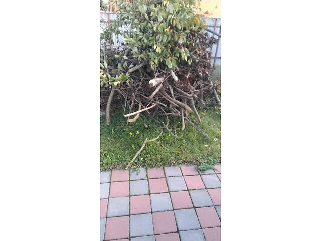 Віддам дрова садових дерев - Фото 4