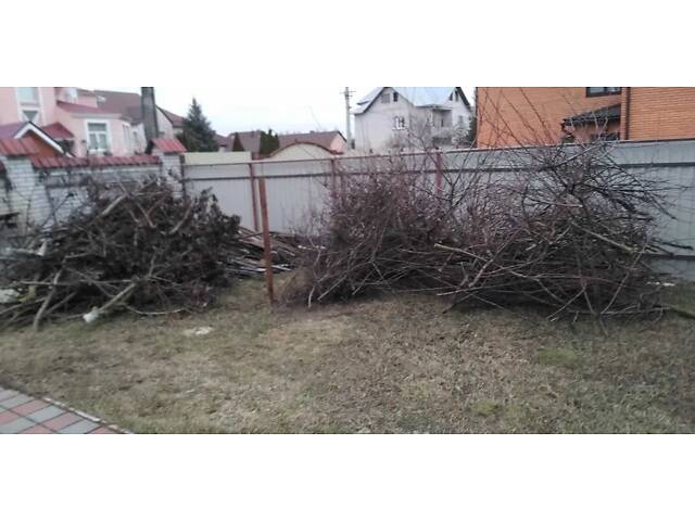 Віддам дрова садових дерев - Фото 1