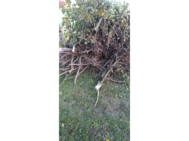 Віддам дрова садових дерев - Фото 3