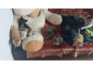 Отдам котят в добрые руки