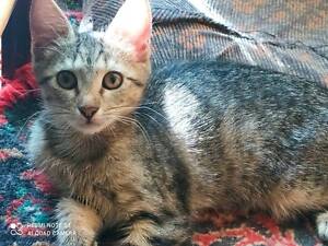 Віддам кошенят у добрі руки