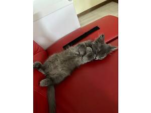 Отдам сибирского котенка