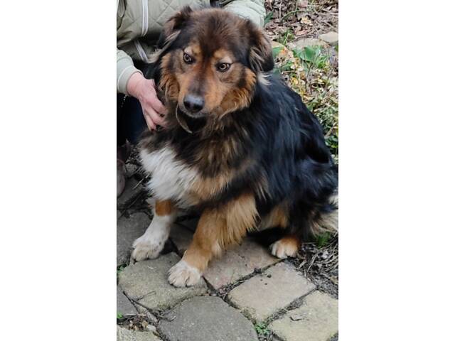 Отдам собаку бесплатно - Фото 2