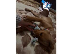 Віддам в добрі руки собачку.