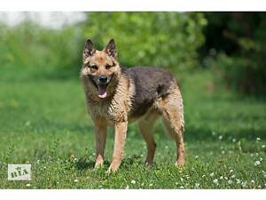 Отдам в хорошие руки пса Грома.