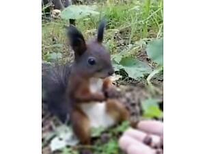 Білка-звірятко на долоньці.