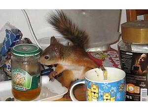 Білки продаж осінь Україна