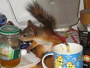 Білки продаж осінь Україна