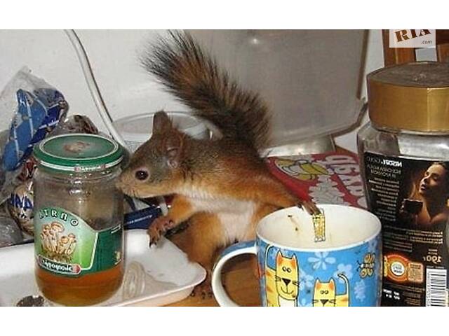 Білки продаж осінь Україна - Фото 1