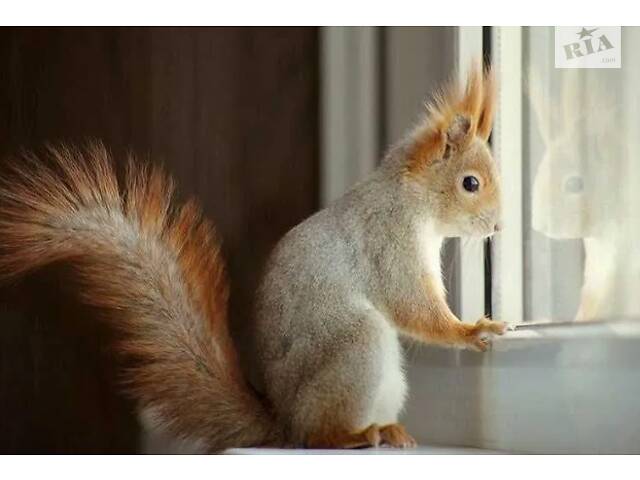 Білки продаж осінь Україна - Фото 2
