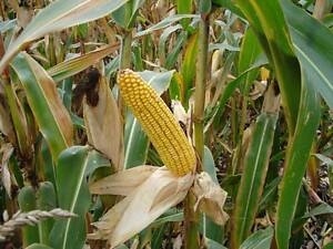 Насіння кукурудзи 'Моніка 350 МВ'