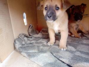 три цуценяти в добрі руки