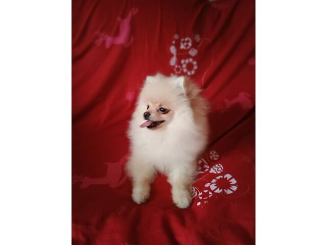 Памеранскій шпіц - Фото 2