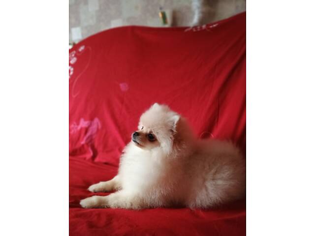 Памеранскій шпіц - Фото 3