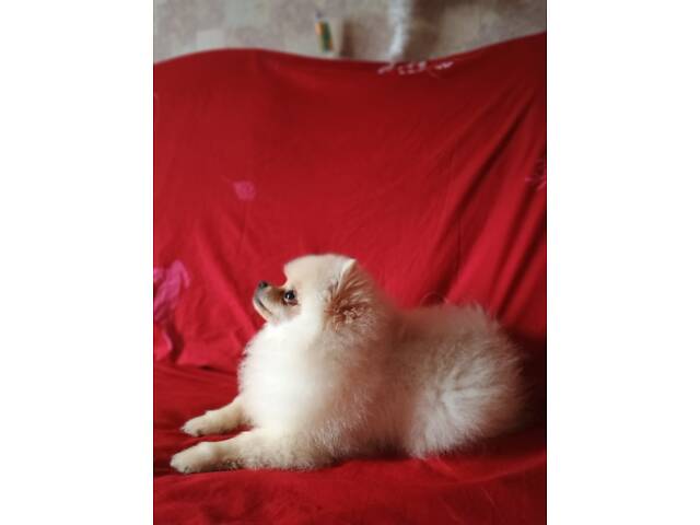 Памеранскій шпіц - Фото 1