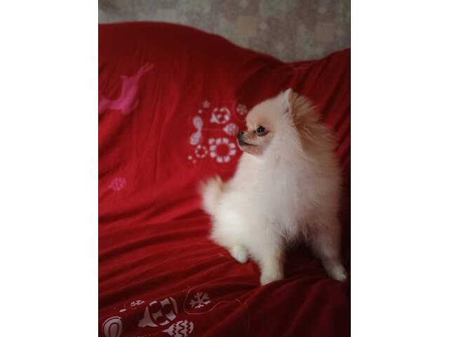 Памеранскій шпіц - Фото 5