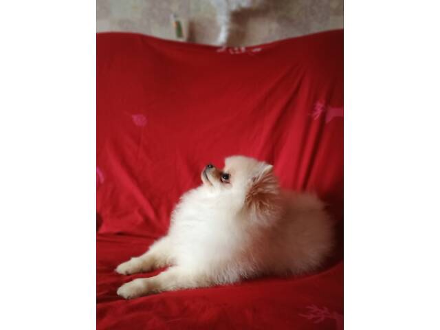 Памеранскій шпіц - Фото 6