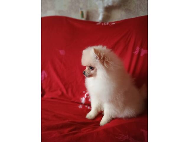 Памеранскій шпіц - Фото 4