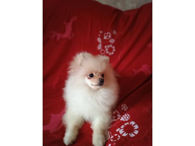 Памеранскій шпіц - Фото 7