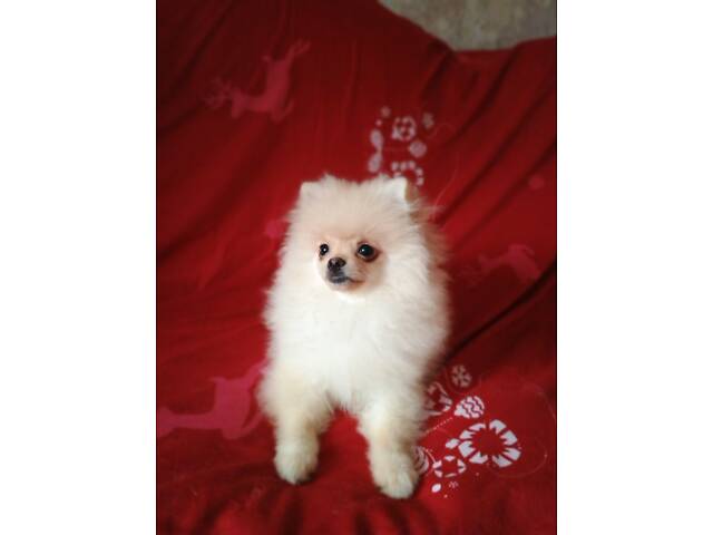 Памеранскій шпіц - Фото 8