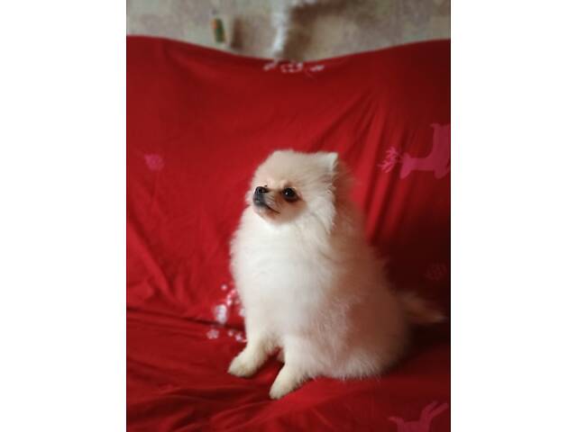 Памеранскій шпіц - Фото 10