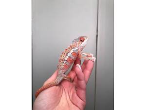 Пантеровий хамелеон, яскравий хамелеон, морфні хамелеони самці та самки