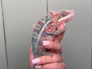 Пантеровый хамелеон, яркий хамелеончик, домашний хамелеон.