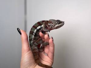 Пантеровий хамелеон яскравий тераріумний улюбленець