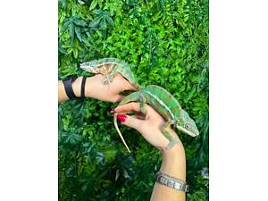 Пантеровий хамелеон