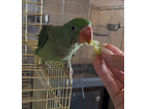 Папуга Александрійский 3 місяці