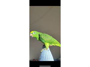 Папуга Амазон дівчинка + тест днк