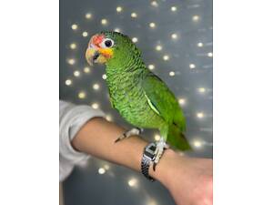 Папуга Амазон зелений - ручні пташенята викормиші