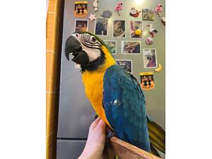 Папуга ара, говорун ара