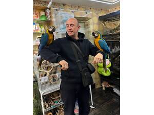 Папуга ара яскраві пташенята