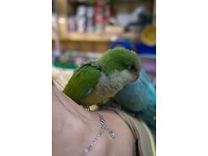 Папуга для дітей, ручний Калита Монах зелені, жовті, білі, сині та ін