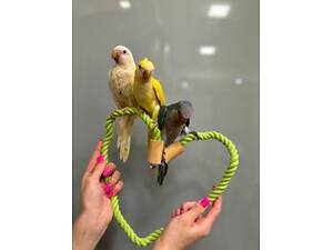 Попугай докормит птенцов калита монах разноцветные.