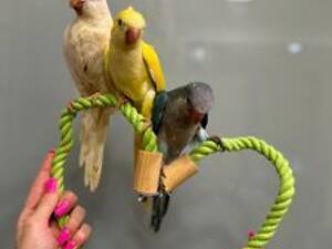 Попугай докормит птенцов калита монах разноцветные.